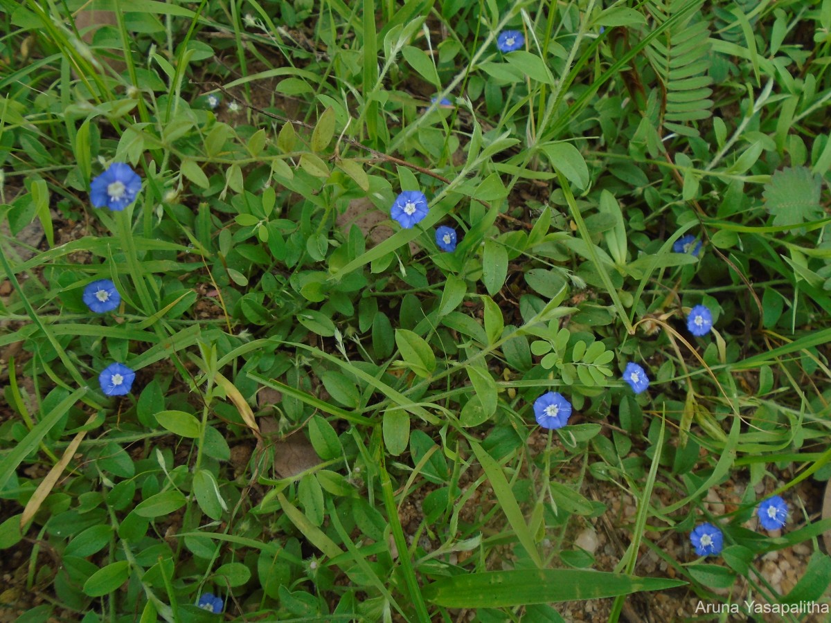 Evolvulus alsinoides (L.) L.